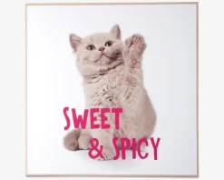 Billede kitten - Sweet & spicy
