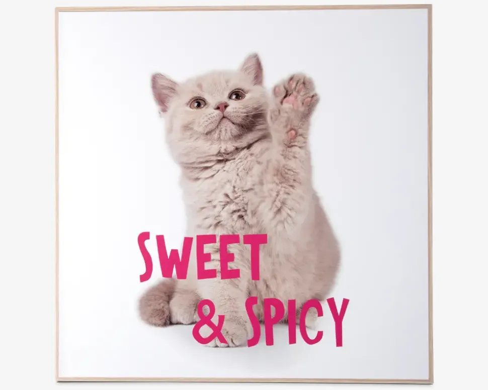 Billede kitten - Sweet & spicy
