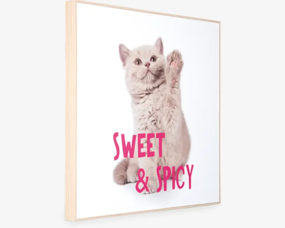 Billede kitten - Sweet & spicy