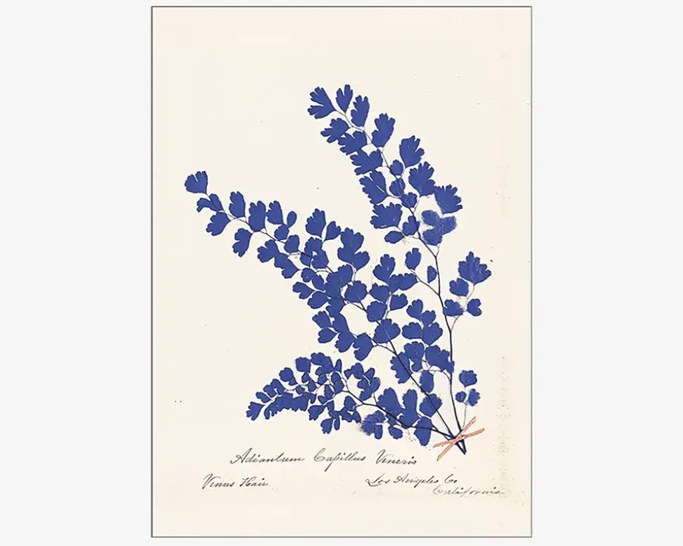 Plakat Botanical Fern III Blue