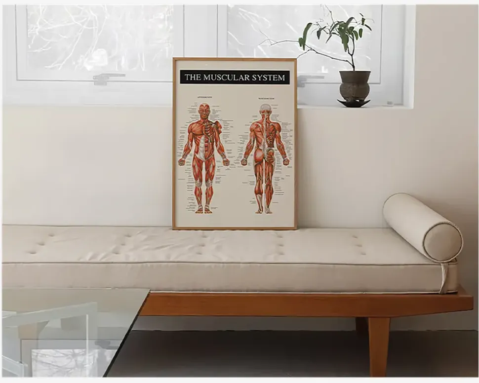 Plakat Muskulatur