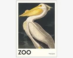 Plakat White Pelican