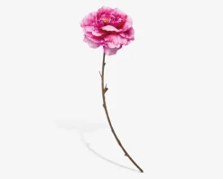 Stilk Pæon Pink H.71 cm