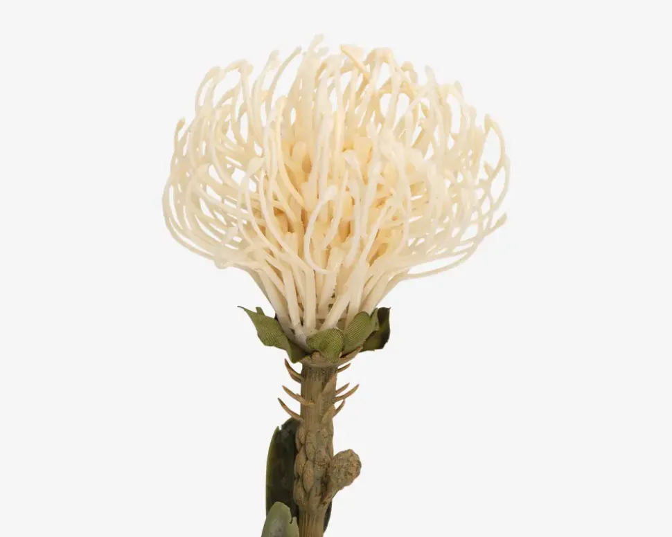 Stilk Protea hvid H.73 cm