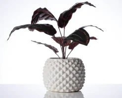 Urtepotteskjuler Ananas hvid H.13xØ.17 cm